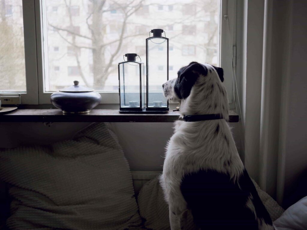 dog at a window with some decor on the sill